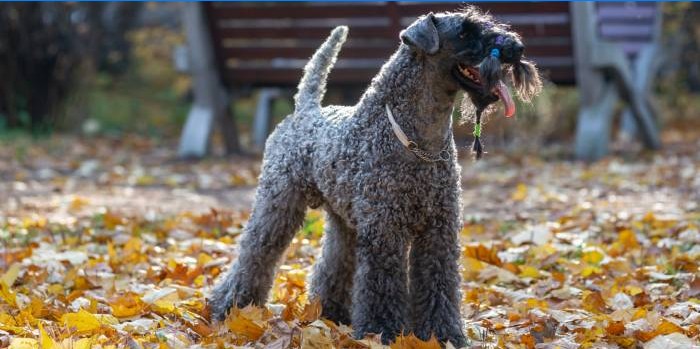 Kerry Blue Terrier