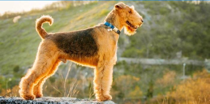 airedale