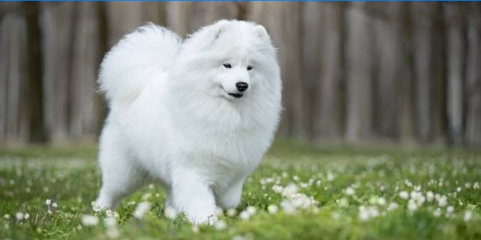 samoyed