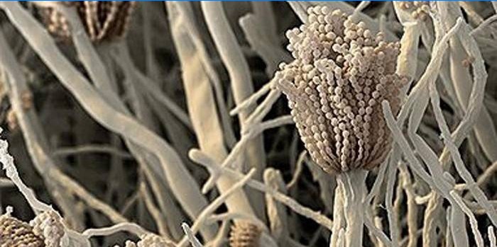 Plesňový alergén aspergillus fumigatus