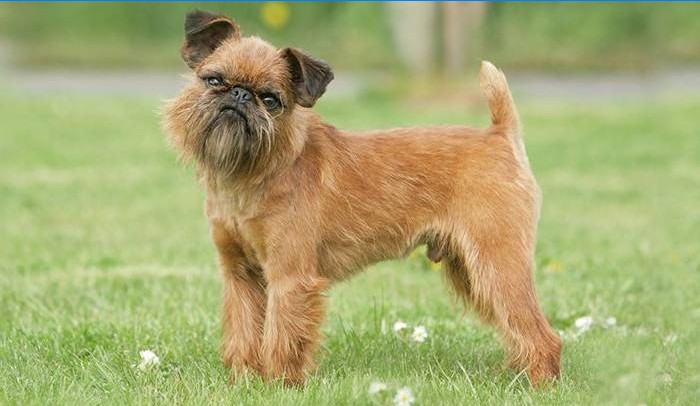 Pes Brusel Griffon