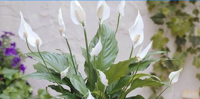 Kvet Spathiphyllum