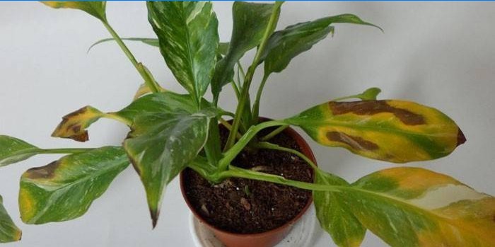 Spathiphyllum listy suché a žlté