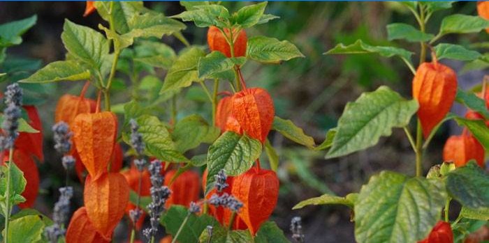 Physalis rastlina