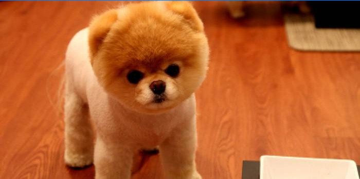 Pomeranian puppy