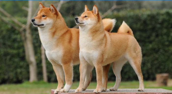 Shiba Inu