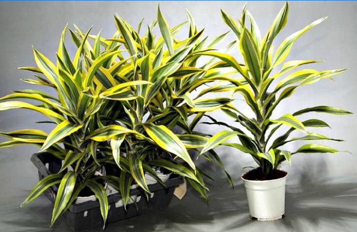 Dracaena