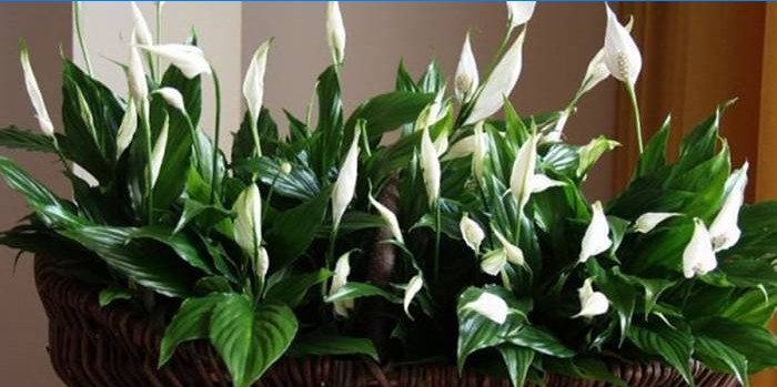 Spathiphyllum