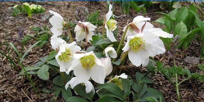 Čierna hellebore