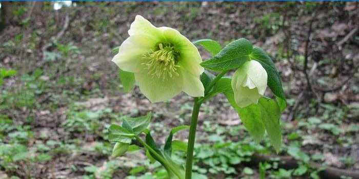 Kaukazský hellebore