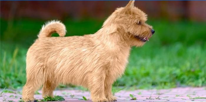 Adult Norwich Terrier