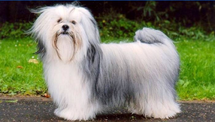 Lhasa Apso