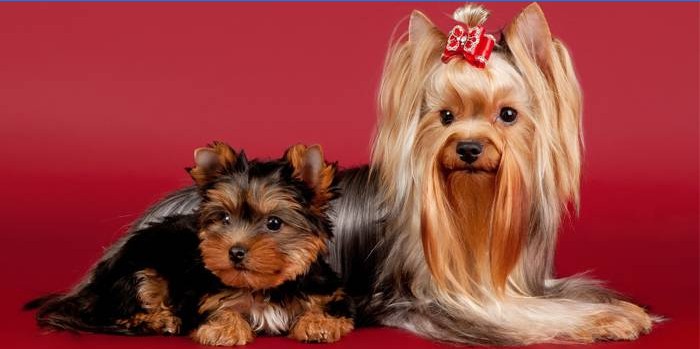 Plemeno Yorkshire Terrier