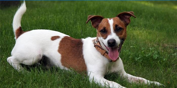 Pes Jack Russell Terrier