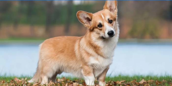 corgi