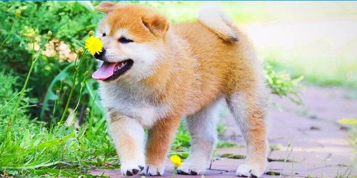 Japonský Shiba Inu