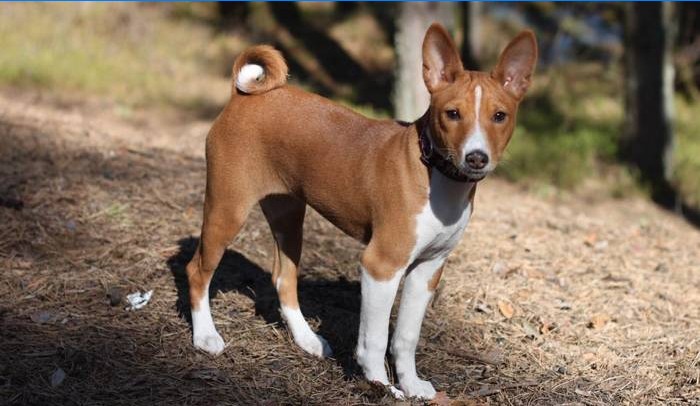 Plemeno Basenji