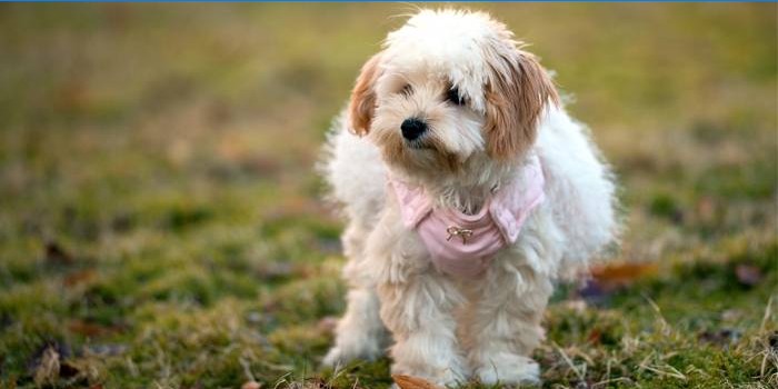 Havanese