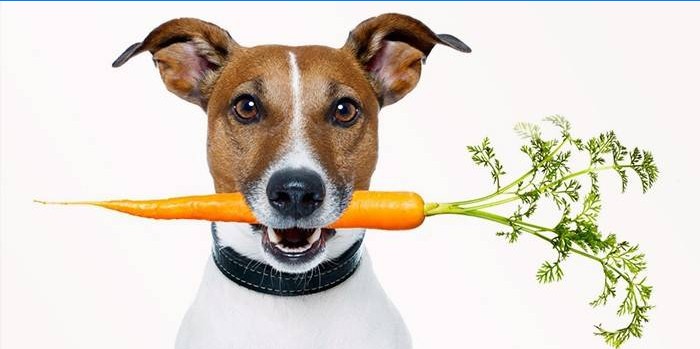 Pes s mrkvou v ústach