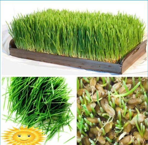 Ako pestovať mikrogreen na parapete