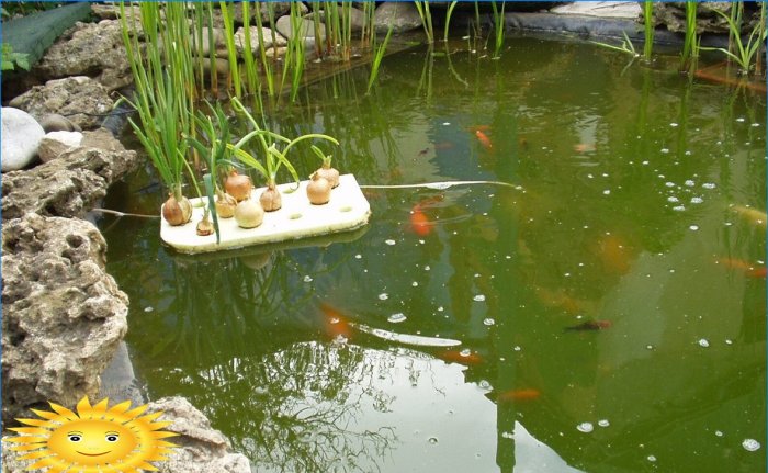 Aquaponics: základné princípy, príklady