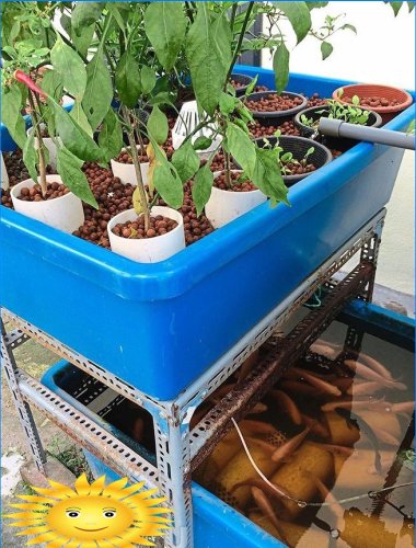 Aquaponics: základné princípy, príklady