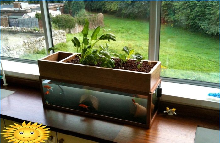 Aquaponics: základné princípy, príklady