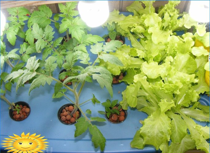 Aquaponics: základné princípy, príklady