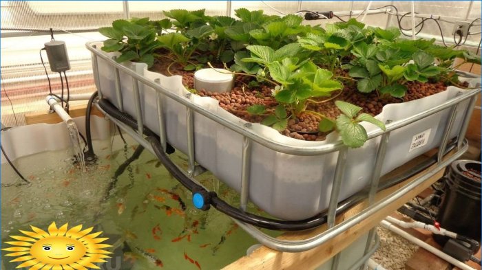 Aquaponics: základné princípy, príklady