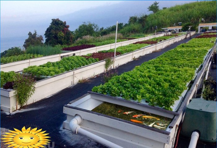 Aquaponics: základné princípy, príklady