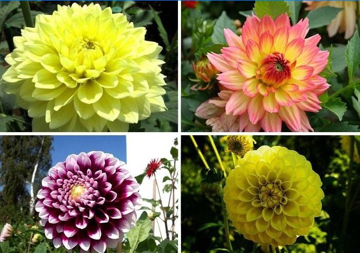 Odrody Dahlias