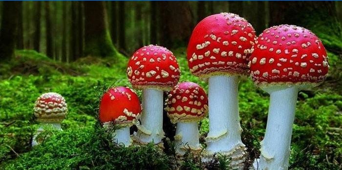 Amanita muscaria v lese