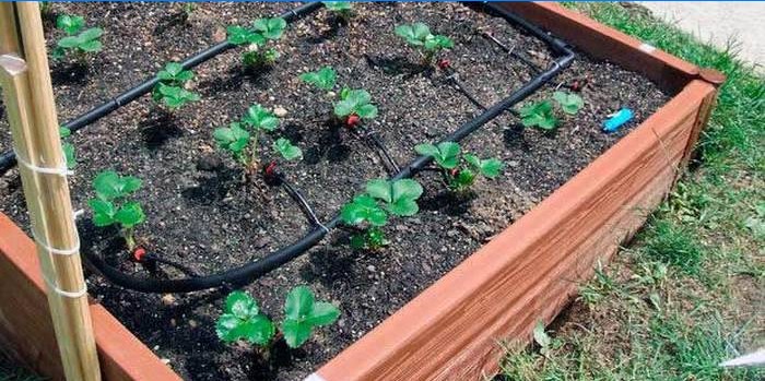 Funkcie Strawberry Watering