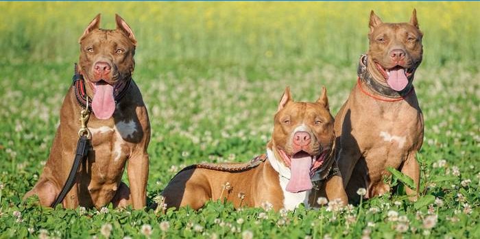 Americký pit bull