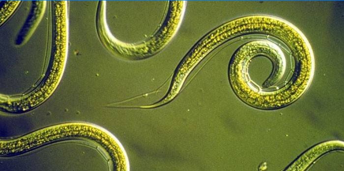 Nematode Worms