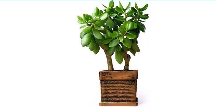 Peniaze Tree