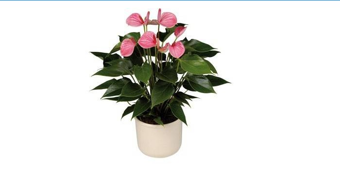 Rastlina Anthurium