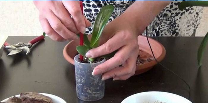 Transplantácia orchideí