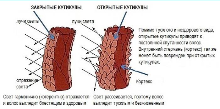 Zatvorené a otvorené vlasové kutikuly