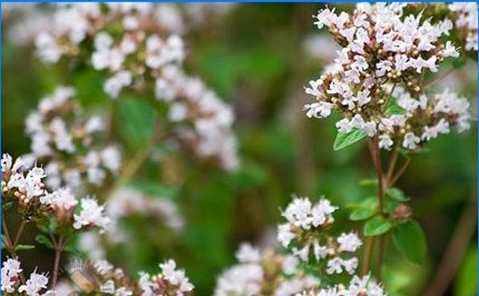 Pestujeme korenie - šalvia, rozmarín a ďalšie aromatické rastliny