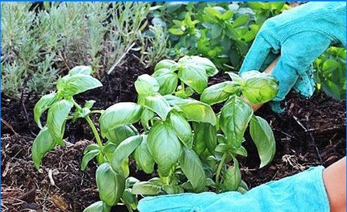 Pestujeme korenie - šalvia, rozmarín a ďalšie aromatické rastliny