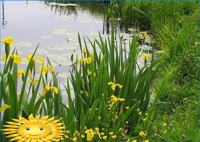 Rastliny pre dekoratívne nádrž a záhradné jazierko v krajine