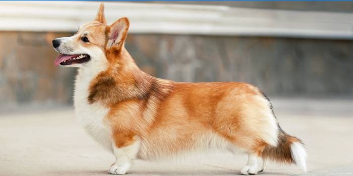 Welsh Corgi Pembroke