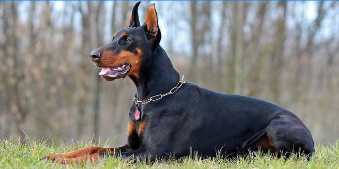 Doberman pinč