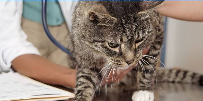 Mačka a veterinár