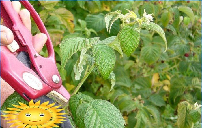 Ako pestovať a starať sa o maliny
