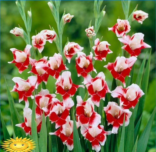 Gladioli - pravidlá pestovania kráľa kvetov