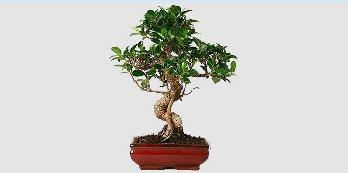 Indoor Ficus Bonsai