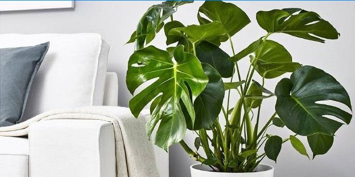 Rastlina Monstera