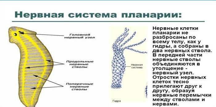 Nervový systém Planaria